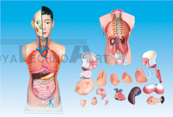 The model of human torso with head and cervix
